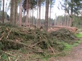 2022-05-20 - Tornado beim Sturmtief Emmelinde Solling - Steinlade bis Gehren (52)